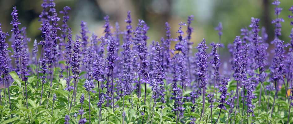 jardin-lavanda