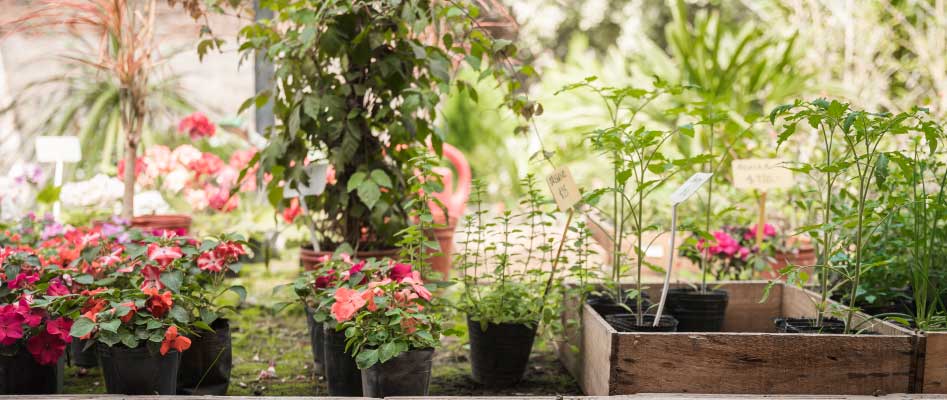 jardin-plantas-aromaticas