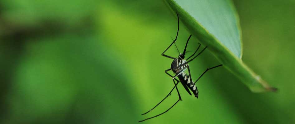 mosquitos-jardin-prevencion