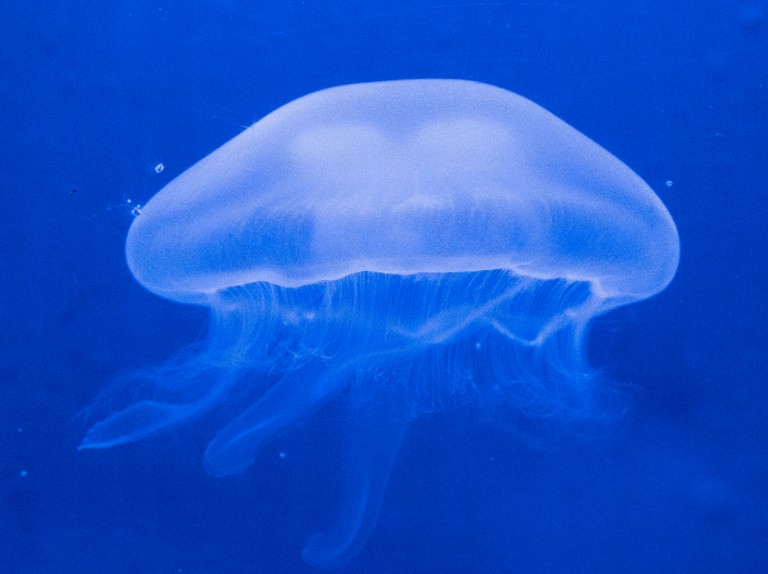 medusa-mar